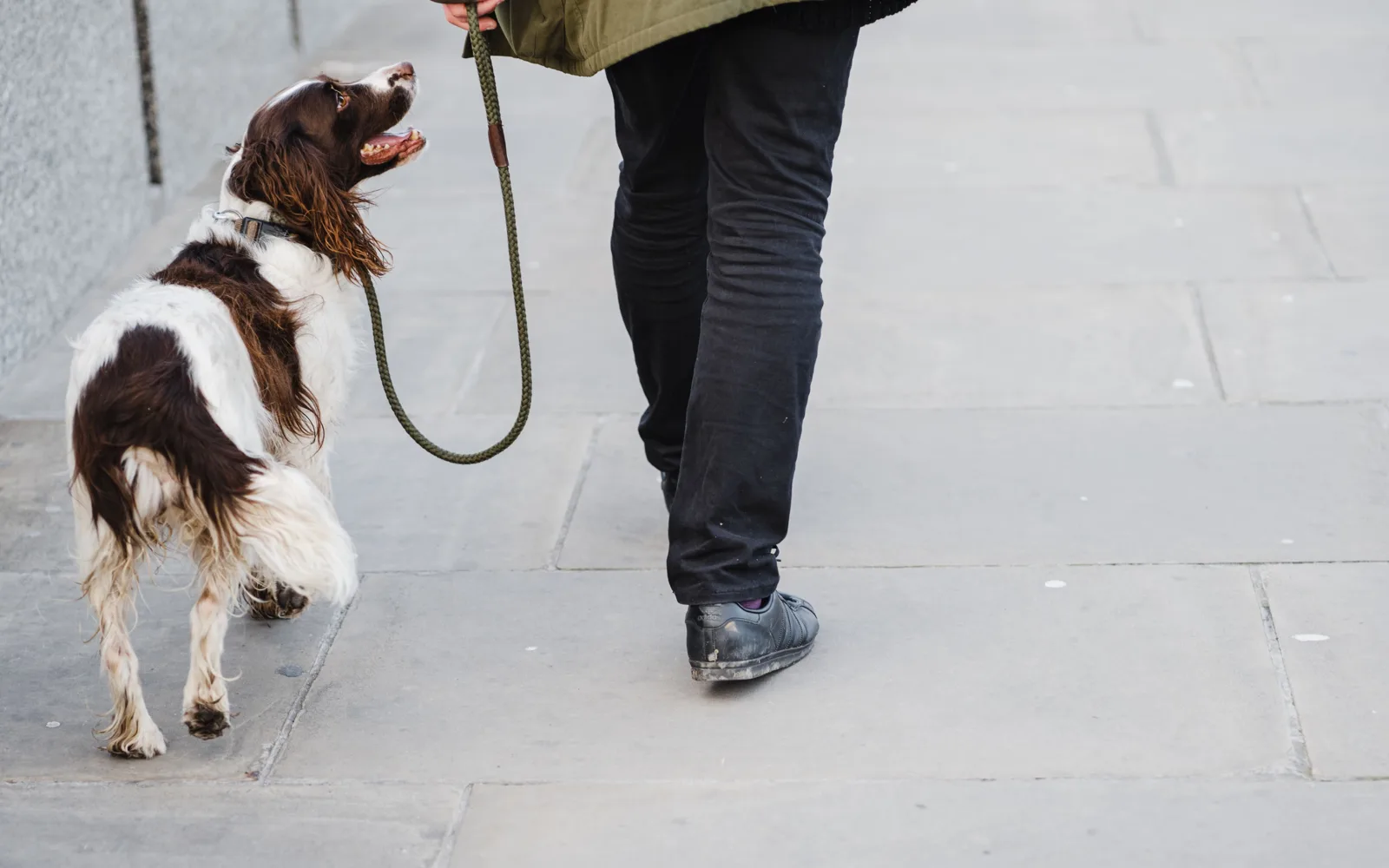 Un épagneul marche en laisse au pied de son accompagnant sur un trottoir